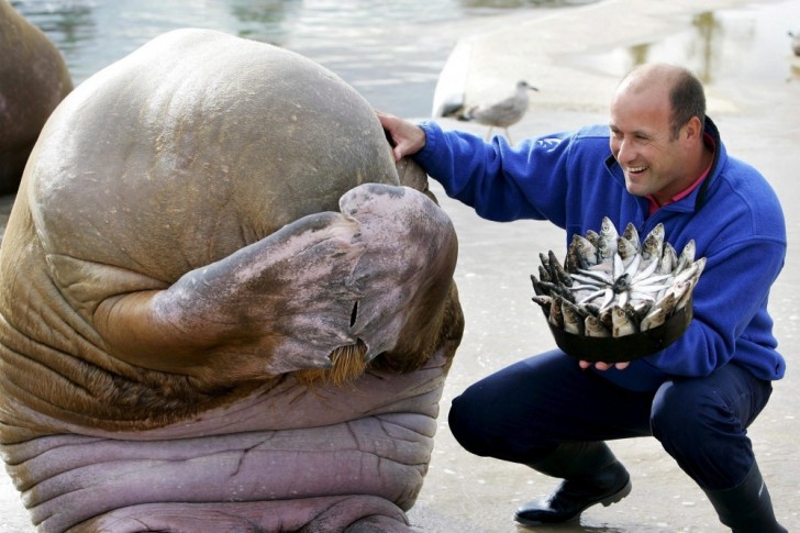 11. Een walrus schaamt zich ontzettend wanneer een man hem een taart van vissen brengt.
