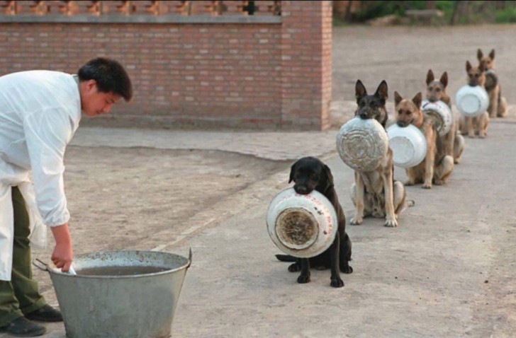 13. De politiehonden in China wachten op hun eten. De rij is ontzettend strak.