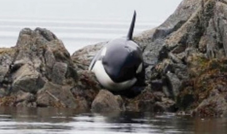 La giovane femmina di orca era rimasta incastrata fra gli scogli di questa spiaggia canadese a causa della bassa marea.