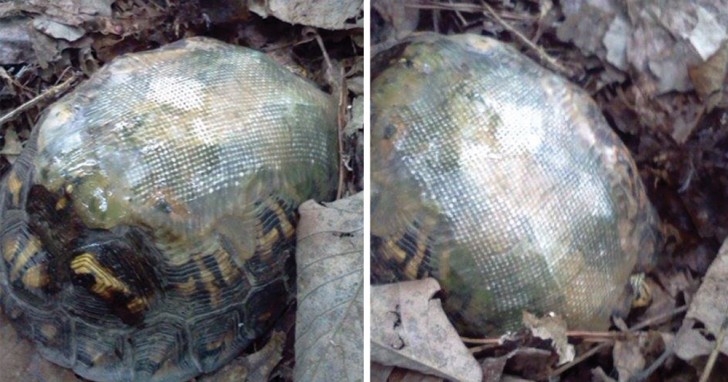 Der Tierarzt einer Klinik in Ohio hatte eine Begegnung die ihm ein Lächeln der Zufriedenheit beschert hat.