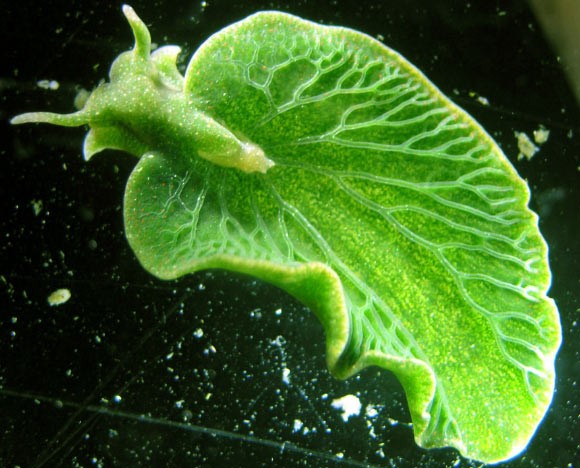 Cette limace utilise la photosynthèse pour se nourrir et pour produire de la chlorophylle.
