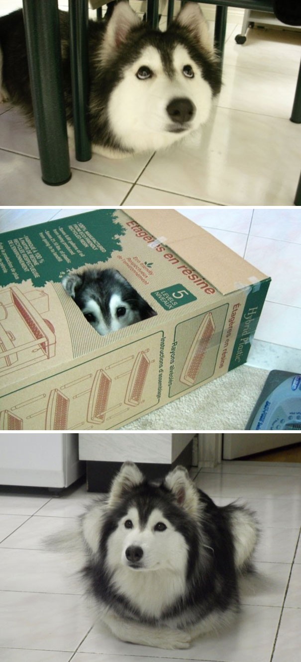 #1. This husky dog grew up with cats ....and now..... it behaves like a cat!