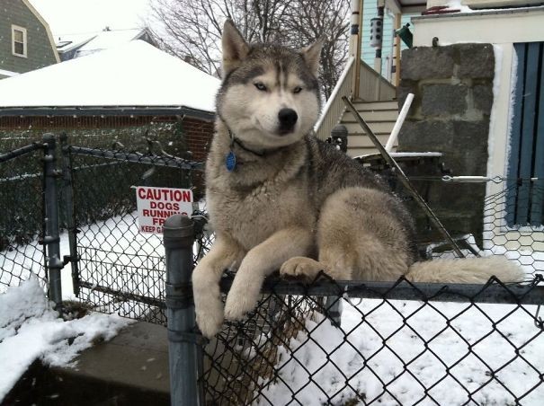 #6. Here is another Husky dog that also thinks it is a cat!