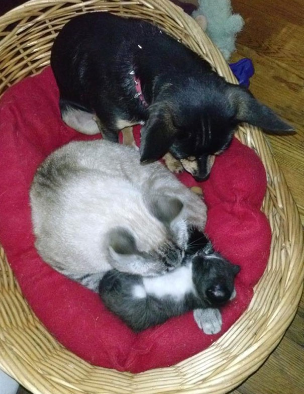 #9. My cat has given birth to just one kitten and my dog ​​thinks that she is the kitten's mother too!