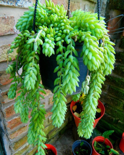 10. Sedum morganianum - Deze meerjarige vetplant uit Mexico, met zijn vertakkingen in de vorm van druiven, is perfect om alle zowel binnen als buiten de ruimtes te decoreren zoals balkons en pergola's.