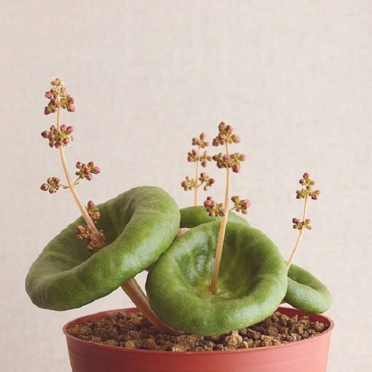 3. La Crassula umbrella - Elle fait partie de la famille 'Crassula' qui regroupe 1480 espèces et qui comprend l'arbre de jade bien connu, mais cette espèce particulière, comme vous le comprendrez, est une perle rare