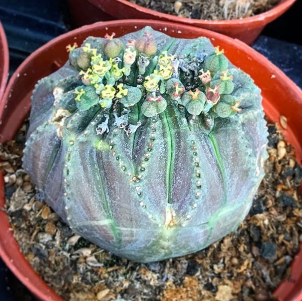 4. Euphorbia obese comes from South Africa and is distinguished by its round shape and pulp.