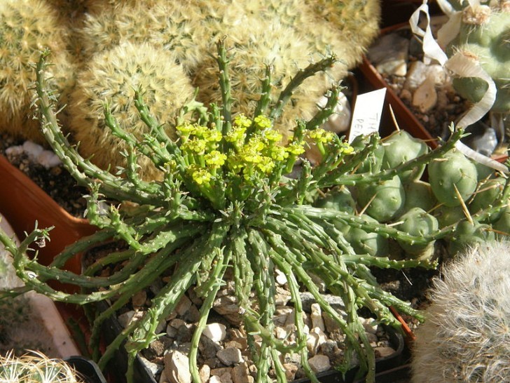 5. Euphorbia caput-medusae (Medusa's Head) comes from South Africa and makes an impression due to the particular Medusa-type tentacles that grow profusely.