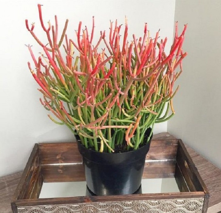 6. Euphorbia typhoon, with its bright and beautiful fire-colored tentacles.