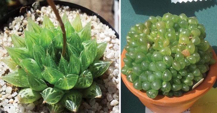 Haworthia cooperi - Spetsen på plantan kan vara mer eller mindre skarp, men deras form är verkligen fascinerande av denna saftiga suckulent som också är från Sydafrika.