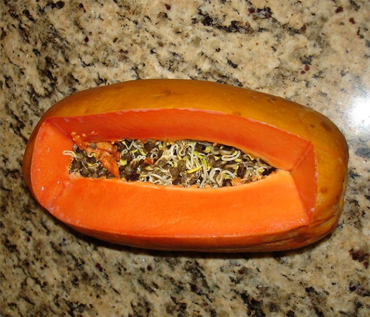 11. Saatgut im Inneren einer Papaya...