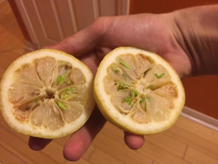 13. Anche il limone ha iniziato a germogliare.