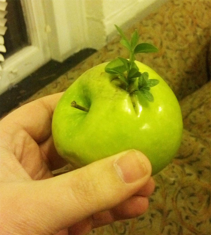 14. Un micro albero stava crescendo fuori dalla mela.