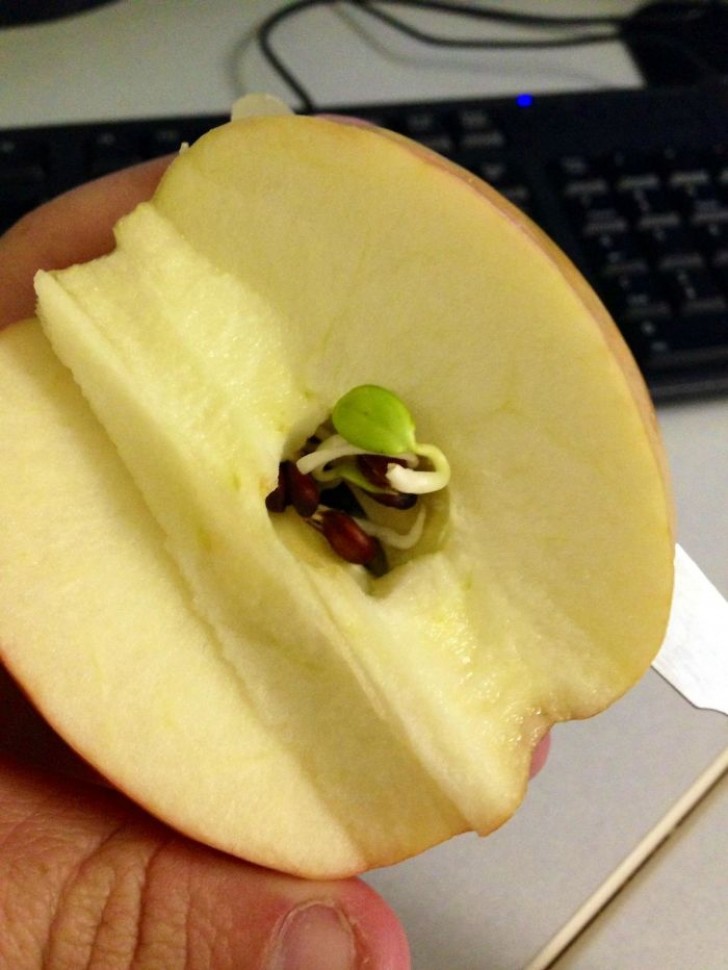 5. Ein Apfel wurde mittig durch geschnittel und schon war da ein neues Bäumchen. 