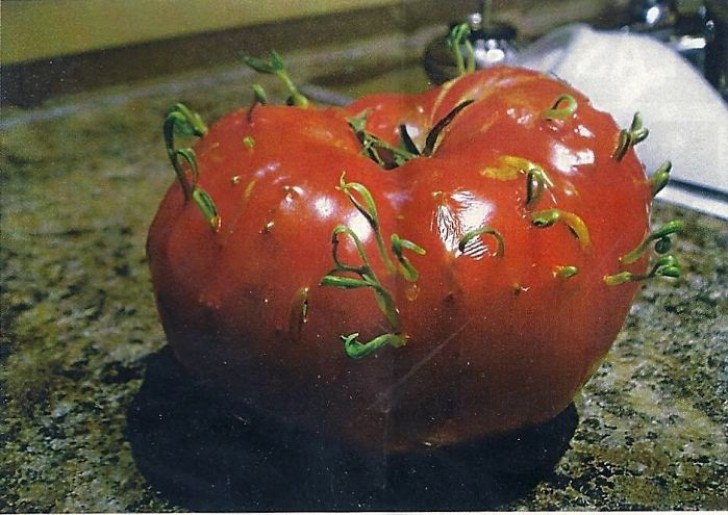 7. Verwunschene Tomate
