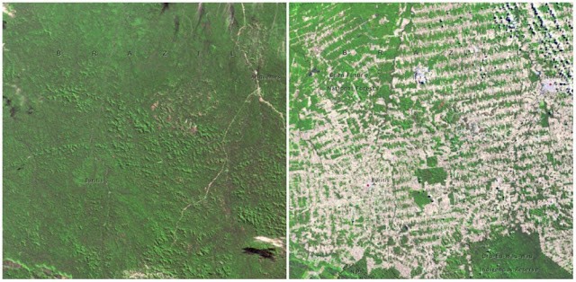 3. Foresta in Rondônia, Brasile. Giugno 1975 e Agosto 2009
