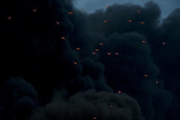 Birds illuminated by a forest fire escape by flying through the thick black smoke!