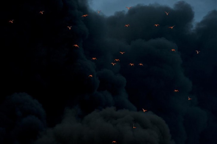 Uccelli illuminati da un incendio fuggono attraverso il fumo nero