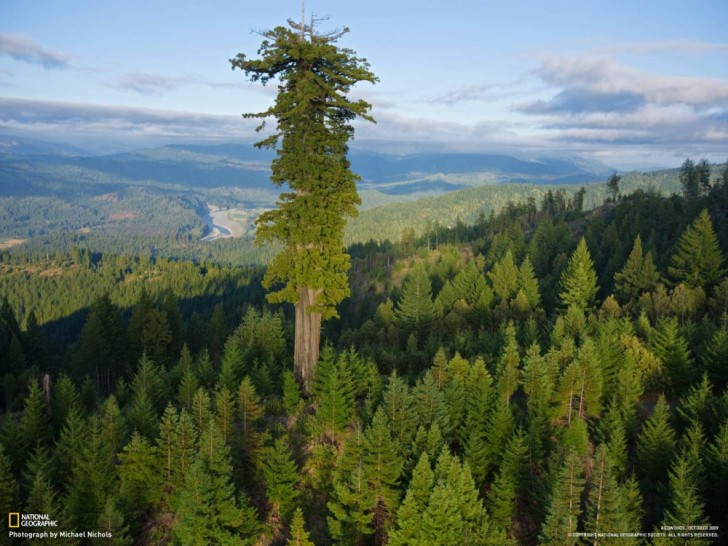 Hyperion, l'un des arbres les plus élevés au monde: 115 mètres et 700/800 ans d'âge