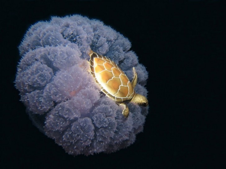 A turtle "rides" a large jellyfish!