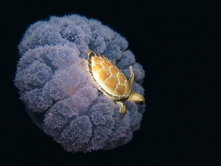 Eine Schildkröte "reitet" auf einer großen Qualle.