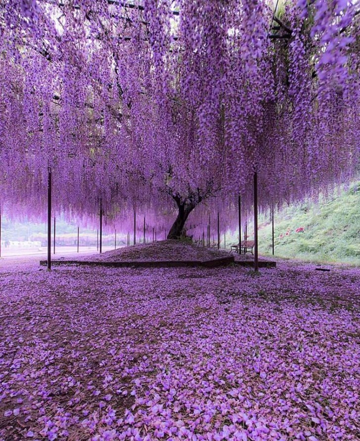 In Japan, a spectacular Wisteria tree displays its splendor!