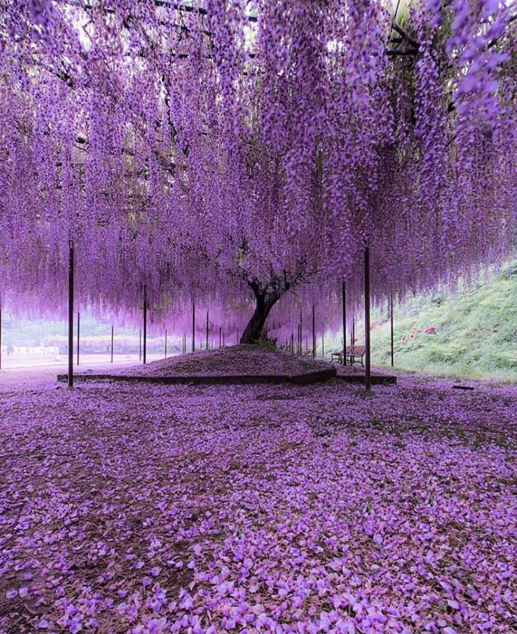 Een spectaculaire blauweregen in Japan