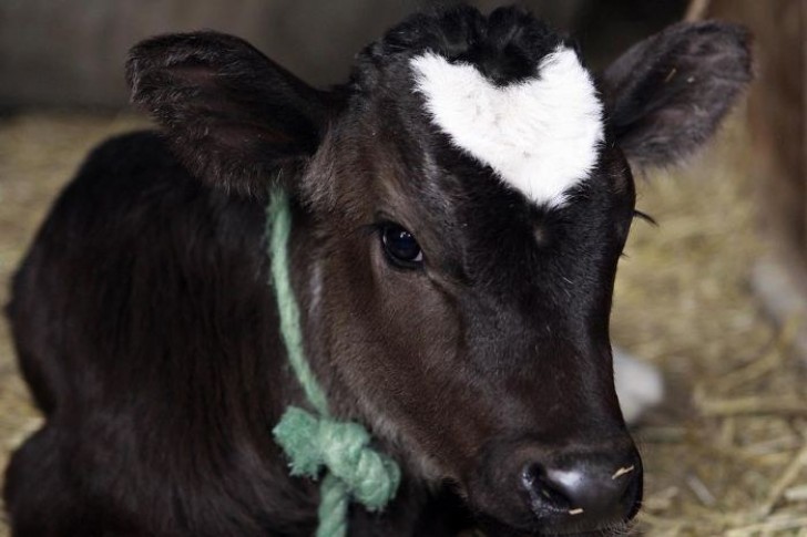 7. Questa è la mucca più carina del mondo.