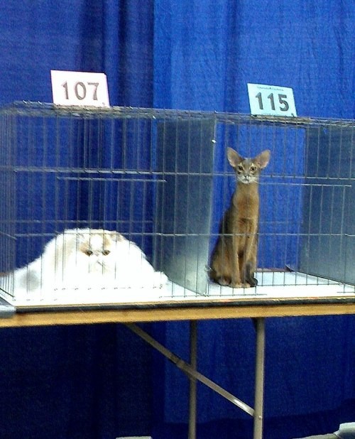 4. Bij een schoonheidswedstrijd: katten in vaste en vloeibare vorm.