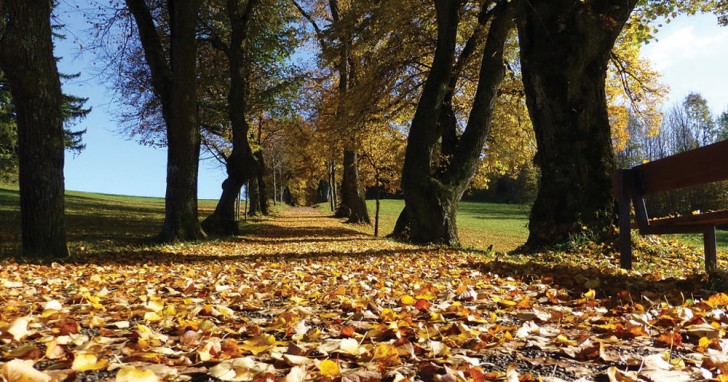 3. Les arbres