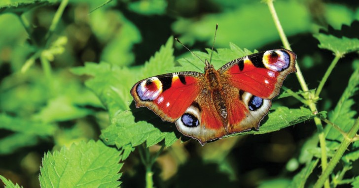 4. Der Schmetterling