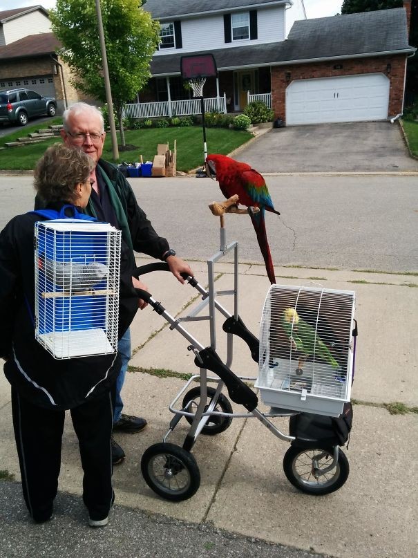 13. I miei vicini portano a passeggio i loro pappagalli.