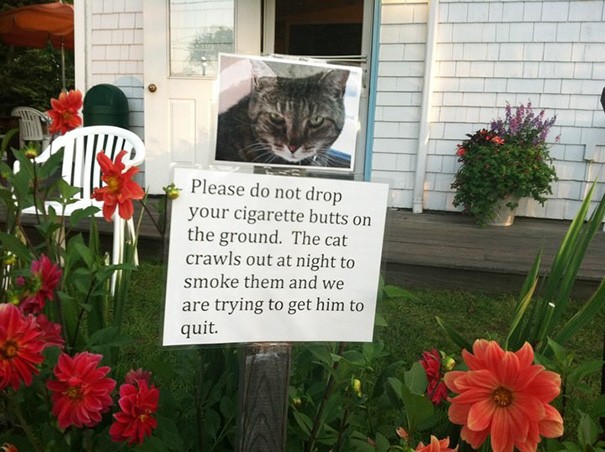 7. Si prega di non gettare a terra i mozziconi di sigaretta. Il gatto sgattaiola fuori la notte e li finisce, ma noi stiamo cercando di farlo smettere.