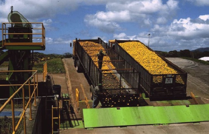 Une usine de jus de fruits décharge des tonnes d'écorces d'orange sur un terrain vague, créant ainsi une véritable forêt - 1