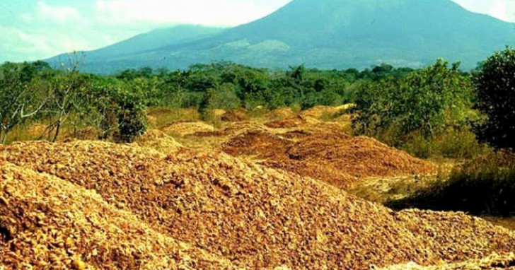 Une usine de jus de fruits décharge des tonnes d'écorces d'orange sur un terrain vague, créant ainsi une véritable forêt - 2