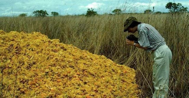 Une usine de jus de fruits décharge des tonnes d'écorces d'orange sur un terrain vague, créant ainsi une véritable forêt - 3