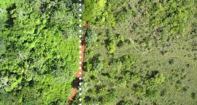 Une usine de jus de fruits décharge des tonnes d'écorces d'orange sur un terrain vague, créant ainsi une véritable forêt - 8