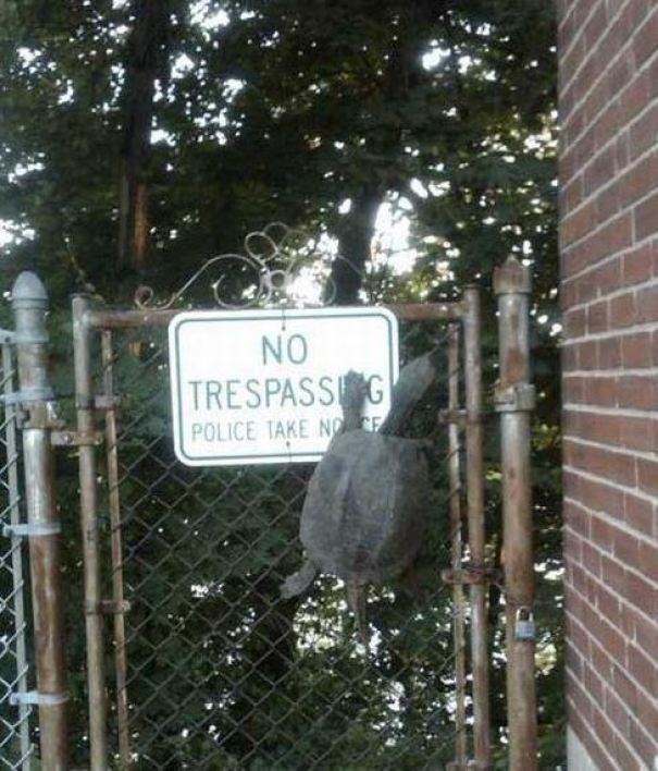 10. Una tartaruga oltrepassa il cancello con su scritto "Non oltrepassare".