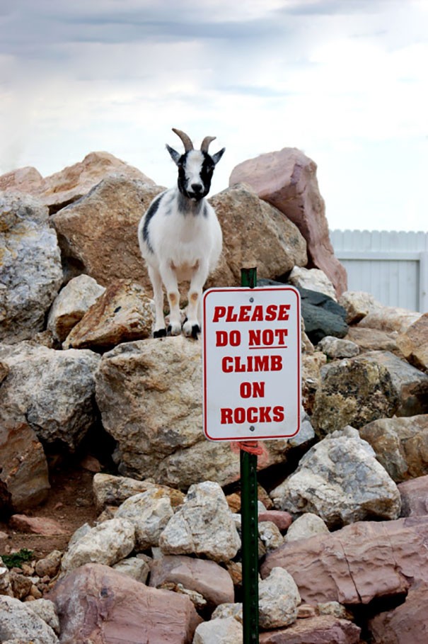 11. Per favore, non scalare le rocce.