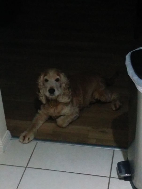 17. Il mio cane non può entrare in cucina quando sto cucinando. La cucina inizia in corrispondenza delle mattonelle bianche.