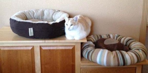 19. Con due cuscini a disposizione il mio gatto preferisce lo spazio tra di loro.