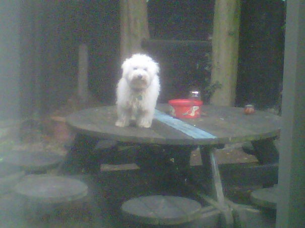2. Ich habe meinen Hund draußen dafür bestraft, dass er auf den Tisch gesprungen ist: Das ist seine Antwort