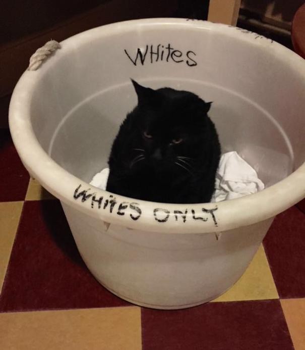7. Solo bucato bianco: chi poteva infrangere le regole se non un gatto nero?