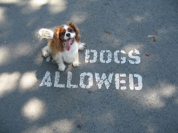 9. Honden toegestaan!