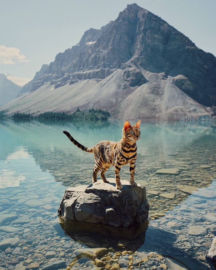 Suki est un chat du Bengal qui habite au Canada.