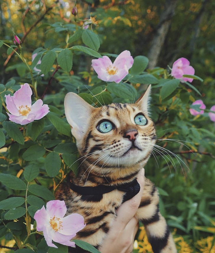 Instagram/Suki The Cat