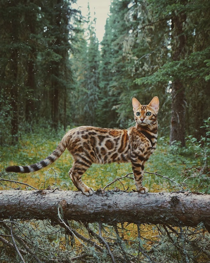 Instagram/Suki The Cat