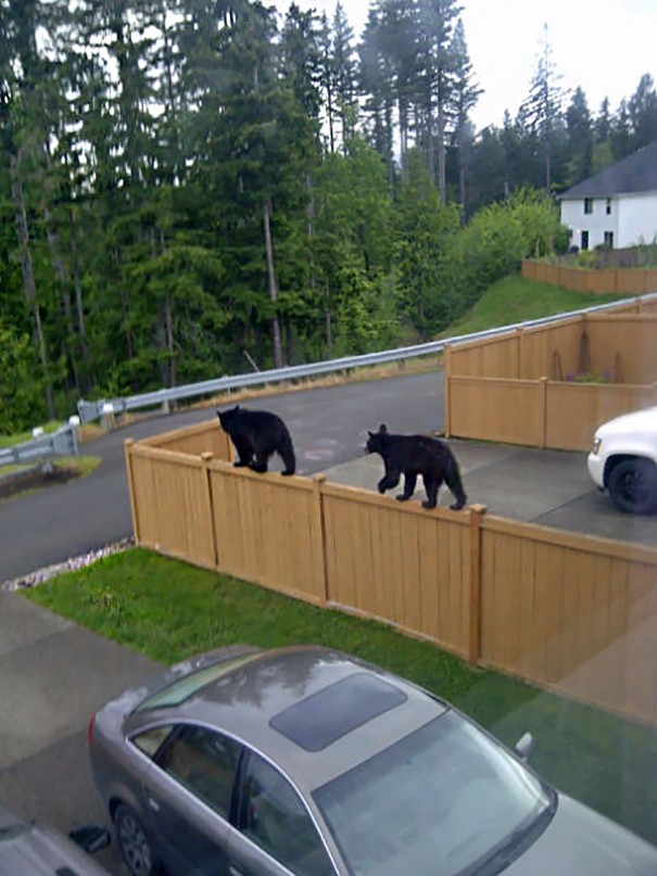 In sei anni che vivo qui non ho mai visto un orso: stamattina ho assistito a questa scena.