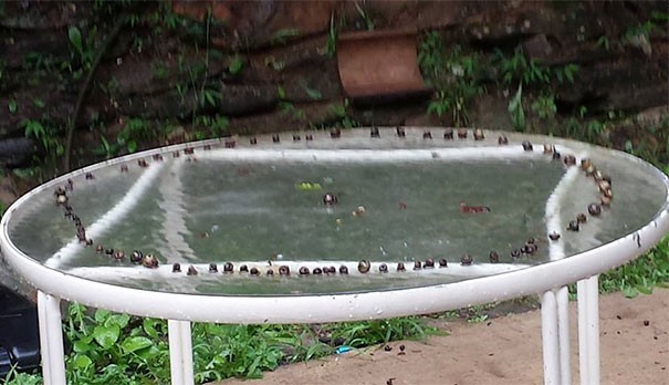 Piove e al mattino trovi decine di lumache disposte a cerchio sul tavolo del giardino (con il capo della banda al centro!).