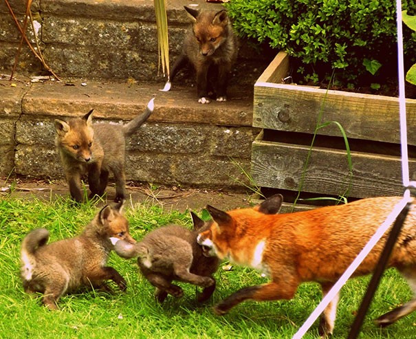 Un risveglio indimenticabile: una volpe e i suoi cuccioli che giocavano nel mio giardino.